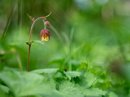 Geum rivale, Water Avens. Wild plant shot spring.の写真素材