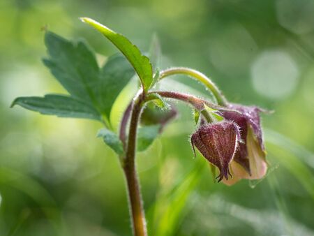 Geum rivale, Water Avens. Wild plant shot spring.の写真素材