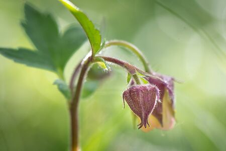 Geum rivale, Water Avens. Wild plant shot spring.の写真素材