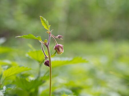 Geum rivale, Water Avens. Wild plant shot spring.の写真素材