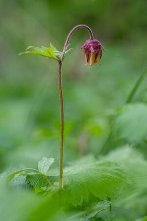 Geum rivale, Water Avens. Wild plant shot spring.の写真素材
