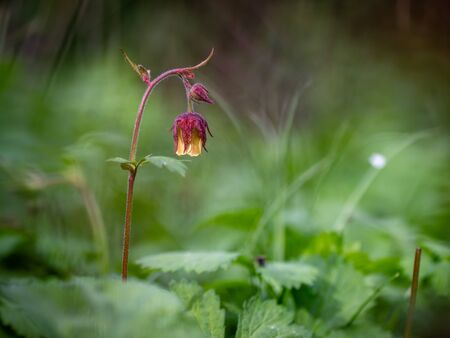 Geum rivale, Water Avens. Wild plant shot spring.の写真素材