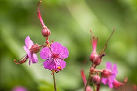 Light Pink Rose geranium or Sweet scented geranium (Pelargonium graveolens) in the garden. Citrosa...