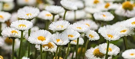 white daisies as a backround fieldの写真素材