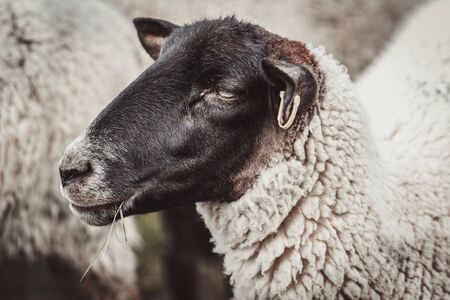 Sheep in nature on meadow. Farming outdoorsの写真素材