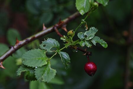 Image of ripe rose hip bushの写真素材