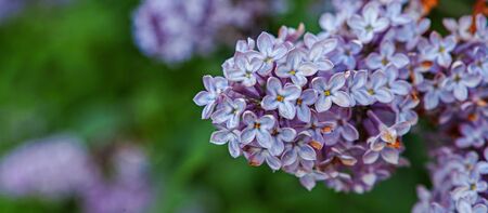 Lilac flowers bunch over blurred background. Beautiful violet Lilac flower Easter border design closeup. Copy space for your textの写真素材