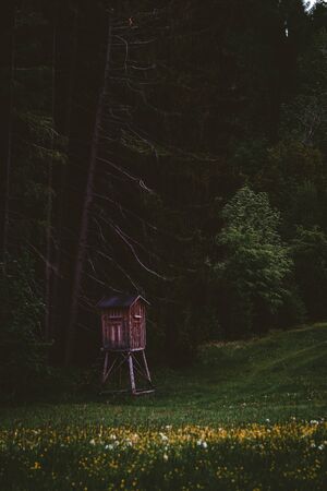spring meadow with a deer-standの写真素材