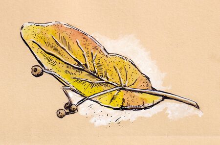 autumn leave a watercolor on a white background. illustrationsの写真素材