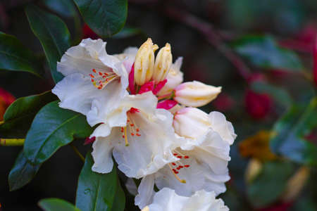 Catawba Rhododendron Cultivar (Rhododendron catawbiense) in parkの写真素材