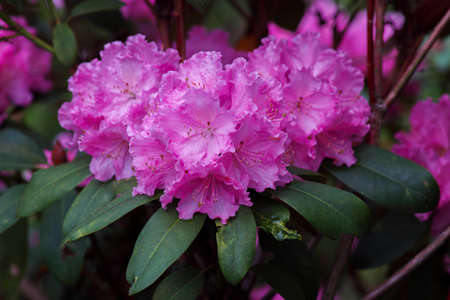 Catawba Rhododendron Cultivar (Rhododendron catawbiense) in parkの写真素材