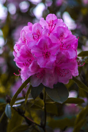 Catawba Rhododendron Cultivar (Rhododendron catawbiense) in parkの写真素材