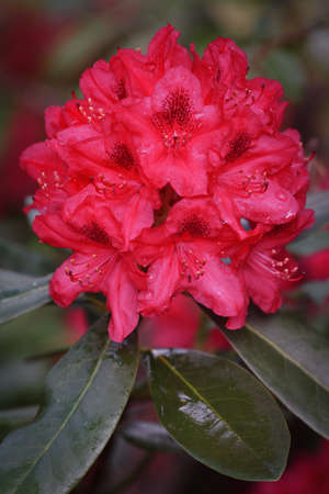 Catawba Rhododendron Cultivar (Rhododendron catawbiense) in parkの写真素材