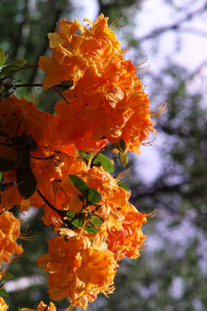 Catawba Rhododendron Cultivar (Rhododendron catawbiense) in parkの写真素材