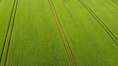 Drone fotography of a green field.