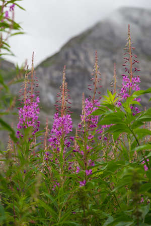 purple flowers with green leaves Chamaenerion angustifolium, fireweed, rosebay willowherbの写真素材
