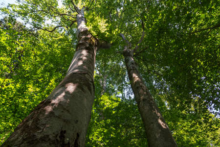Tree from below. The tree seen from below with the blue sky in the morning sun,blur abstract backgroundの写真素材