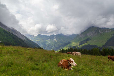 View from the HÃ¶llensteinalm l near Tux in Zillertalの写真素材