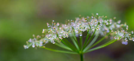 Chaerophyllum hirsutum covered with frost (hoar frost or soft rime)の写真素材