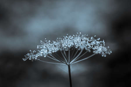 Chaerophyllum hirsutum covered with frost (hoar frost or soft rime)の写真素材