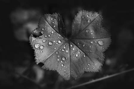Water drops on the leafs of a Ladys mantleの写真素材