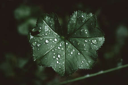 Water drops on the leafs of a Ladys mantleの写真素材
