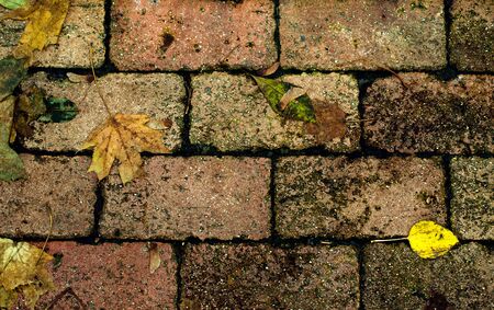 Fallen yellow leaves on the path of paving stonesの写真素材