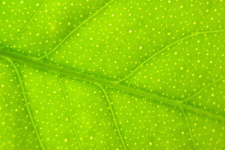 Lemon leaf makro detail structure