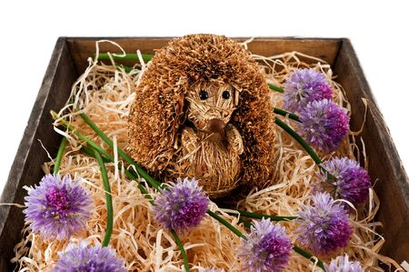 Hedgehogの写真素材