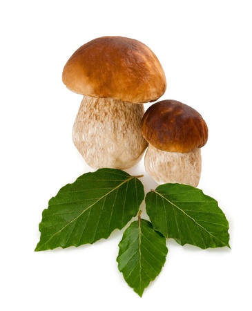 Two mushrooms and beech leaves; の写真素材