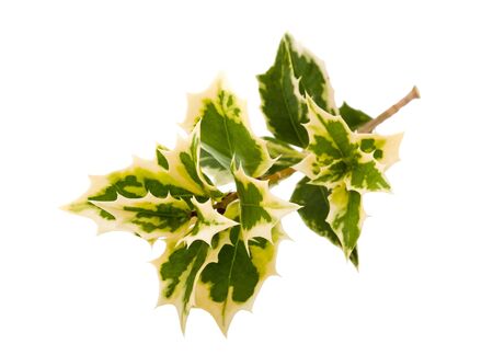 holly leaves isolated on whiteの写真素材