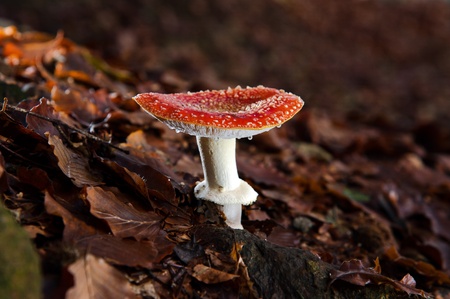 Amanita muscaria in the undergrowt