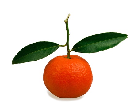 Clementine whit leaf isolated on whiteの写真素材