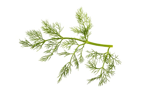 Sprig of fennel isolated on whiteの写真素材