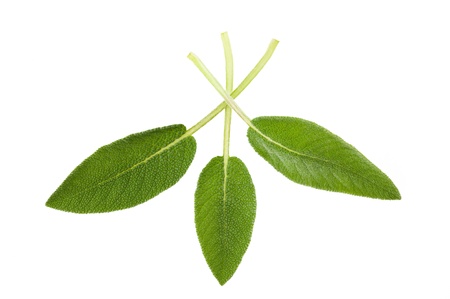 sage leaves isolated on whiteの写真素材