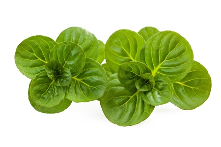 Sprig mint isolated on whiteの写真素材