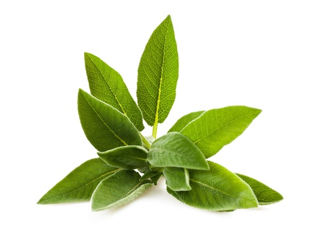 Sage sprig isolated on whiteの写真素材