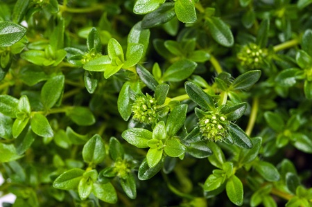  Summer savory の写真素材
