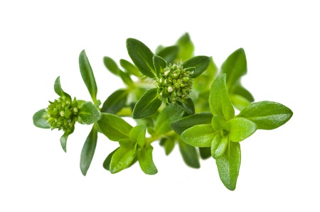  Summer savory sprig isolated on whiteの写真素材
