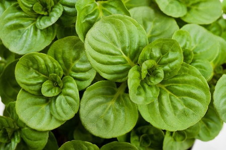 sprig Mint isolated on whiteの写真素材