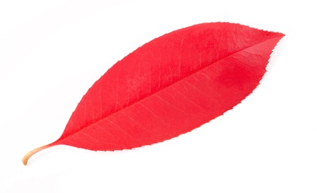 Red Photinia leaf isolated on white backgroundの写真素材