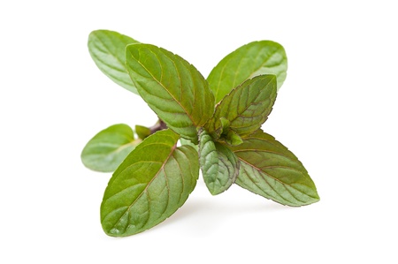 Peppermint leaves isolated on white backgroundの写真素材