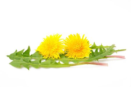 Dandelion flower and dandelion isolated on white backgroundの写真素材