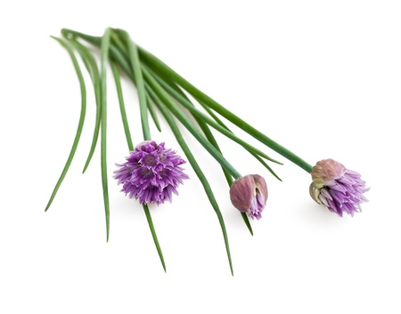 Chives flowers isolated on whiteの写真素材