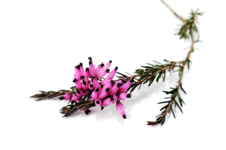 Purple heather branch isolated on whitebackgroundの写真素材