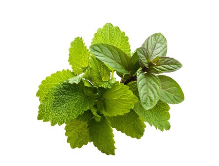 Peppermint and lemon balm   isolated on white backgroundの写真素材