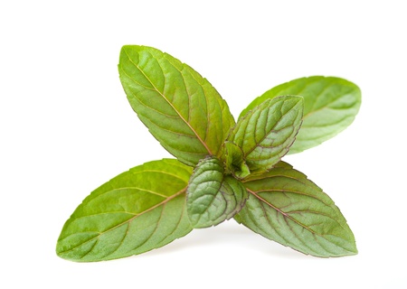 Peppermint leaves isolated on white backgroundの写真素材