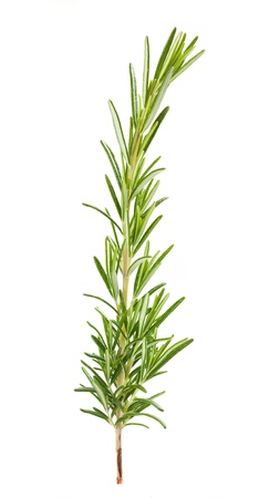 Rosemary branch isolated on whiteの写真素材