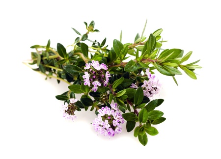 Savory  flowers isolated on whiteの写真素材