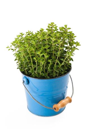 oregano plant in vase isolated on whiteの写真素材